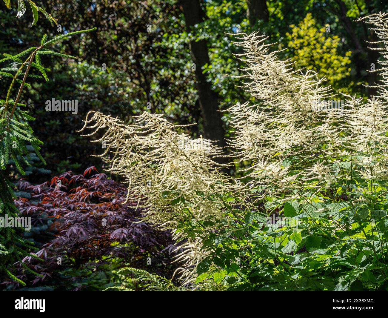 White backlit flowers of Aruncus dioicus, common name goat's beard or buck's-beard. Stock Photo