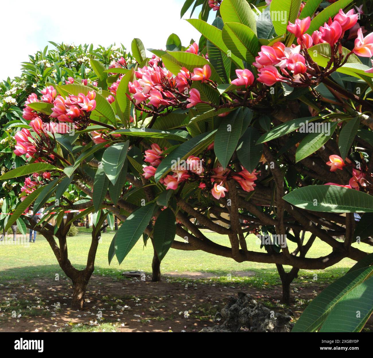 Maputo Tree Pink frangipani tree, Fortaleza, Maputo, Mozambique. Plumeria , also ...