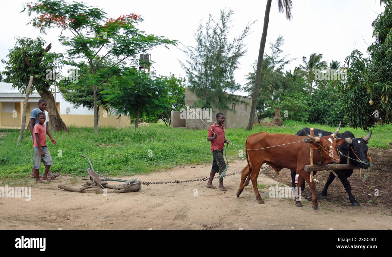 Cattle used for ploughing, New Mambone, Inhambane, Mozambique. Men working with the cattle and plough. Stock Photo