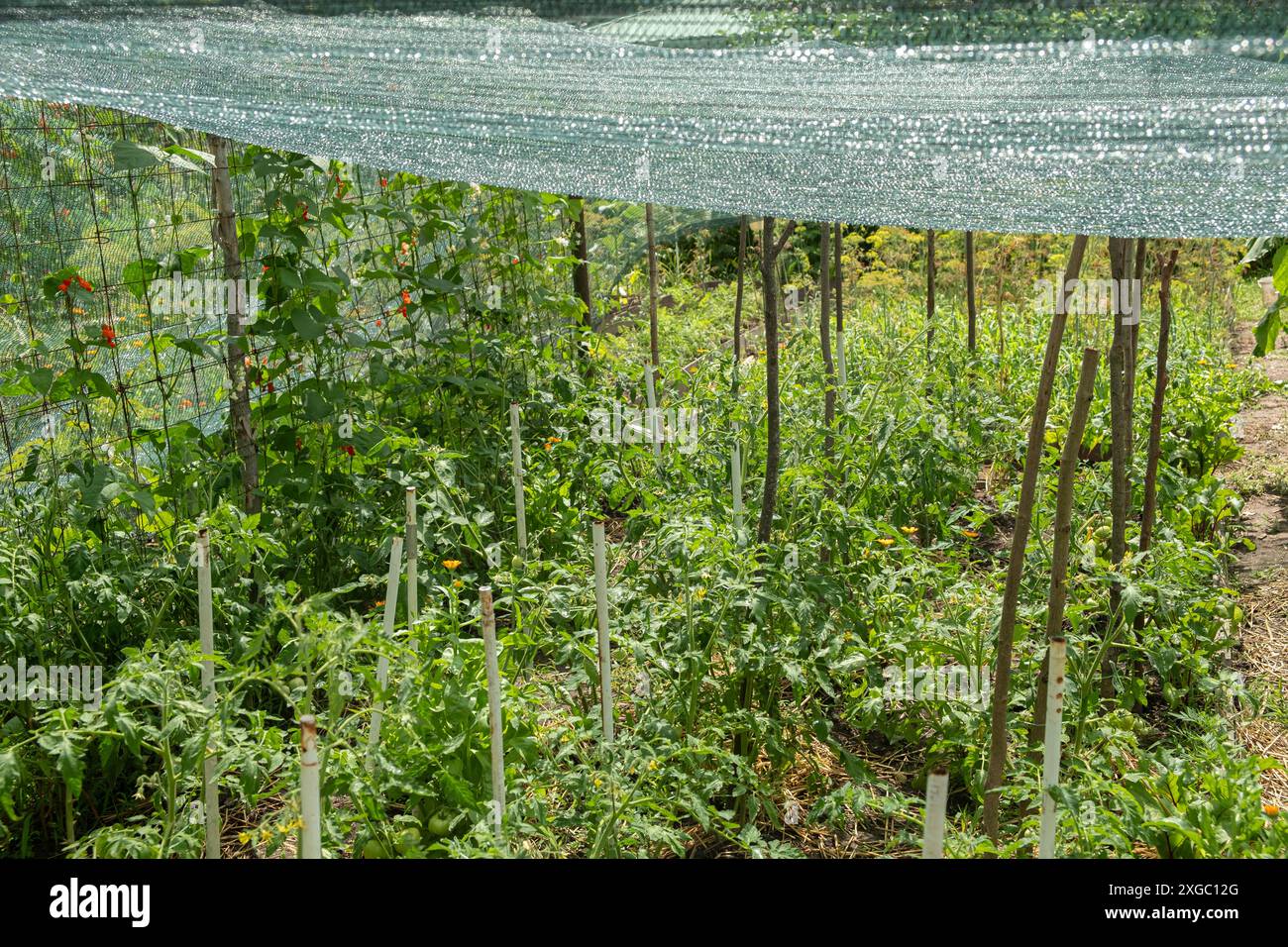 A lush vegetable garden with tomato and bean bushes supported by