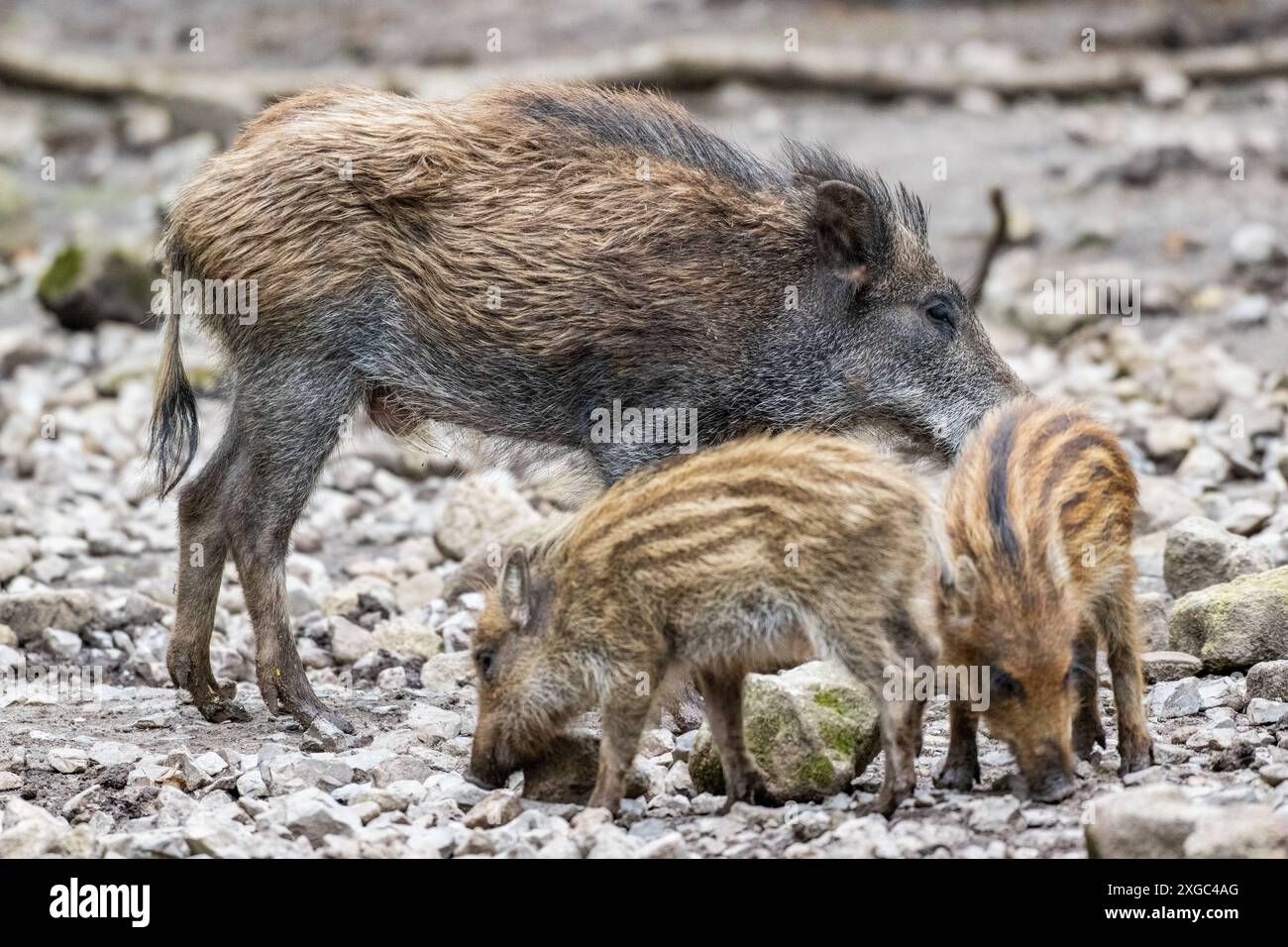 Wildschwein Bache mit Frischlingen bei der Futtersuche Allgaeu ... Wildschwein Bache mit Frischlingen bei der Futtersuche Allgaeu ...