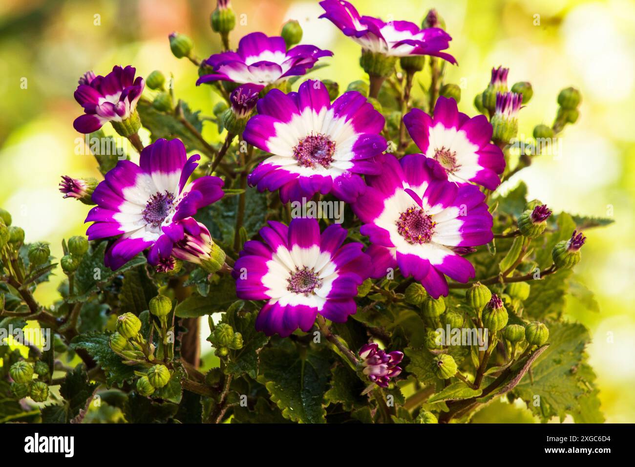 Cineraria, Florist's cineraria, (Pericallis × hybrida) summer flowers Stock Photo