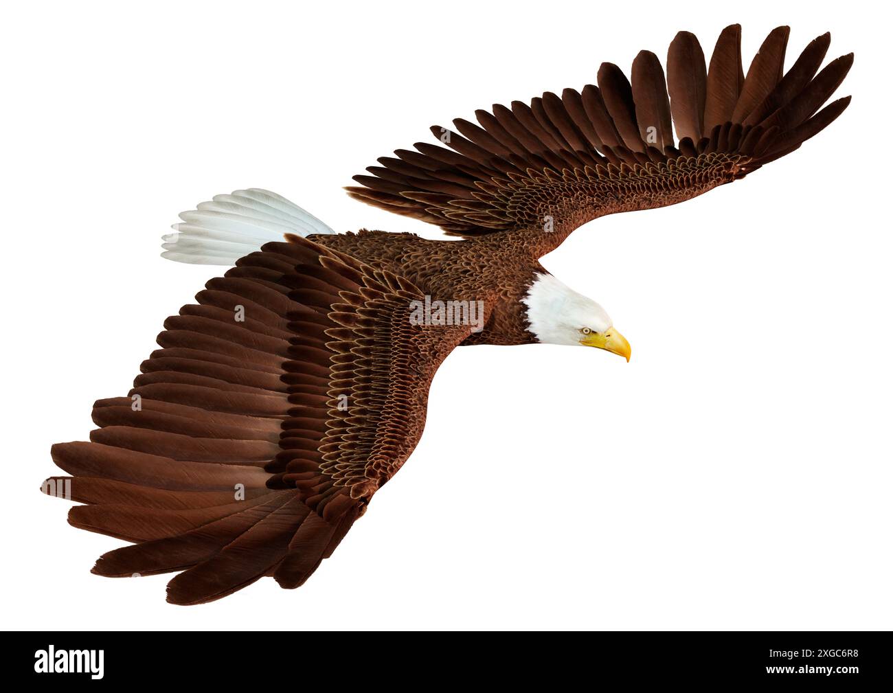 3D rendering of a bald eagle isolated on white background Stock Photo ...