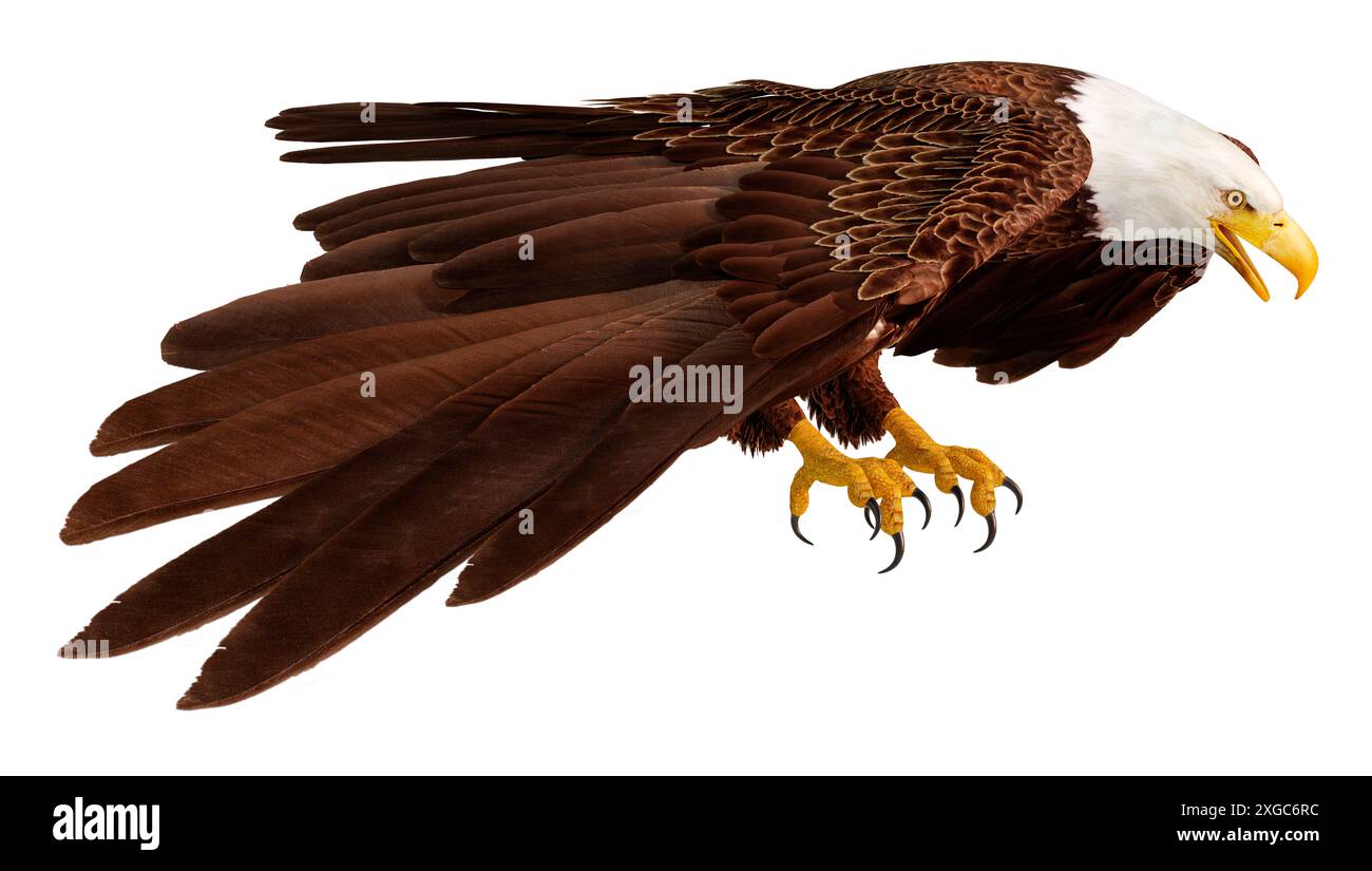 3D rendering of a bald eagle isolated on white background Stock Photo ...