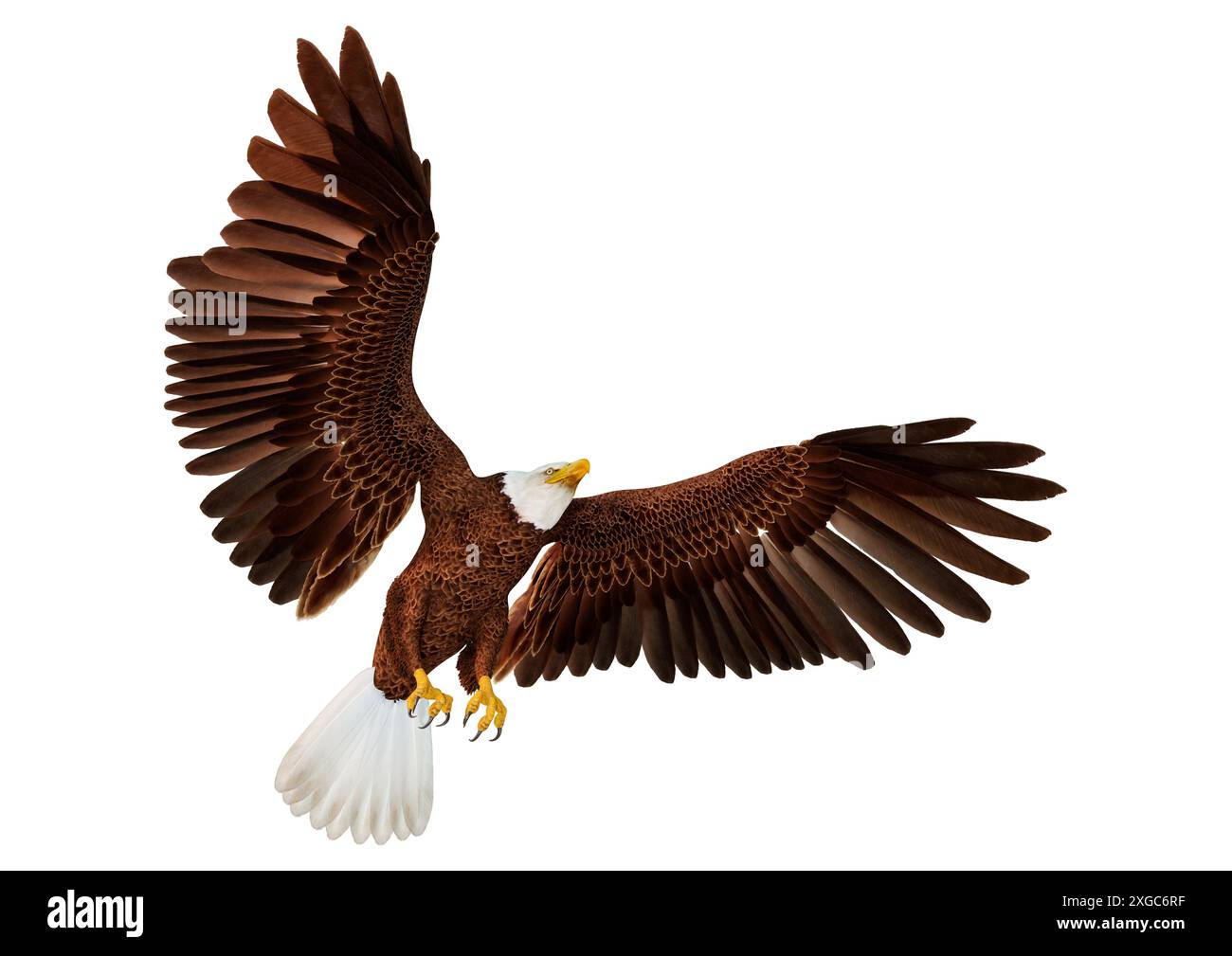3D rendering of a bald eagle isolated on white background Stock Photo ...