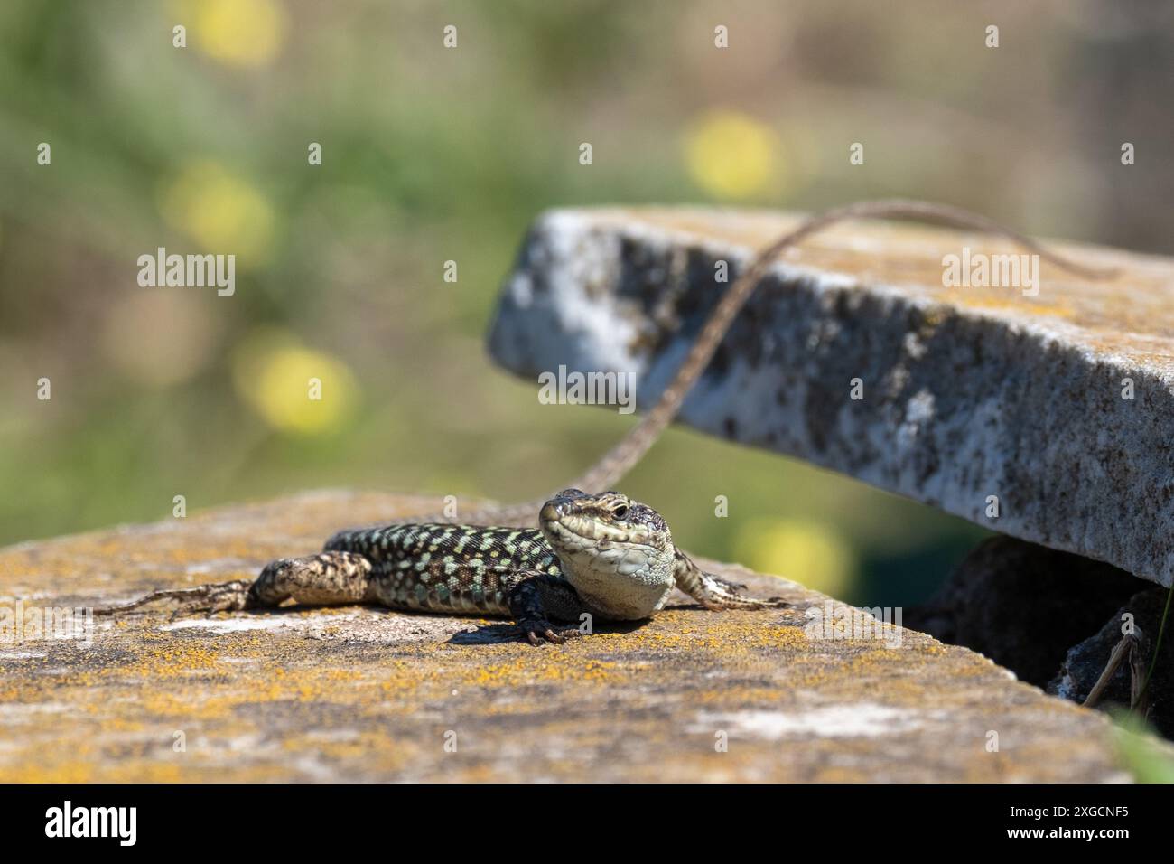 Common wall lizard on a tomb stone, Italy Stock Photo