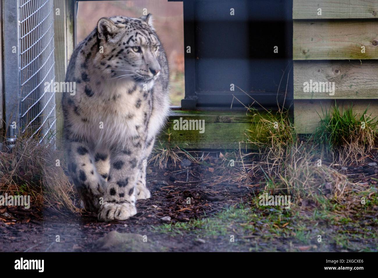 snow leopard in captivity, (Panthera uncia)Highland Wildlife Park ...