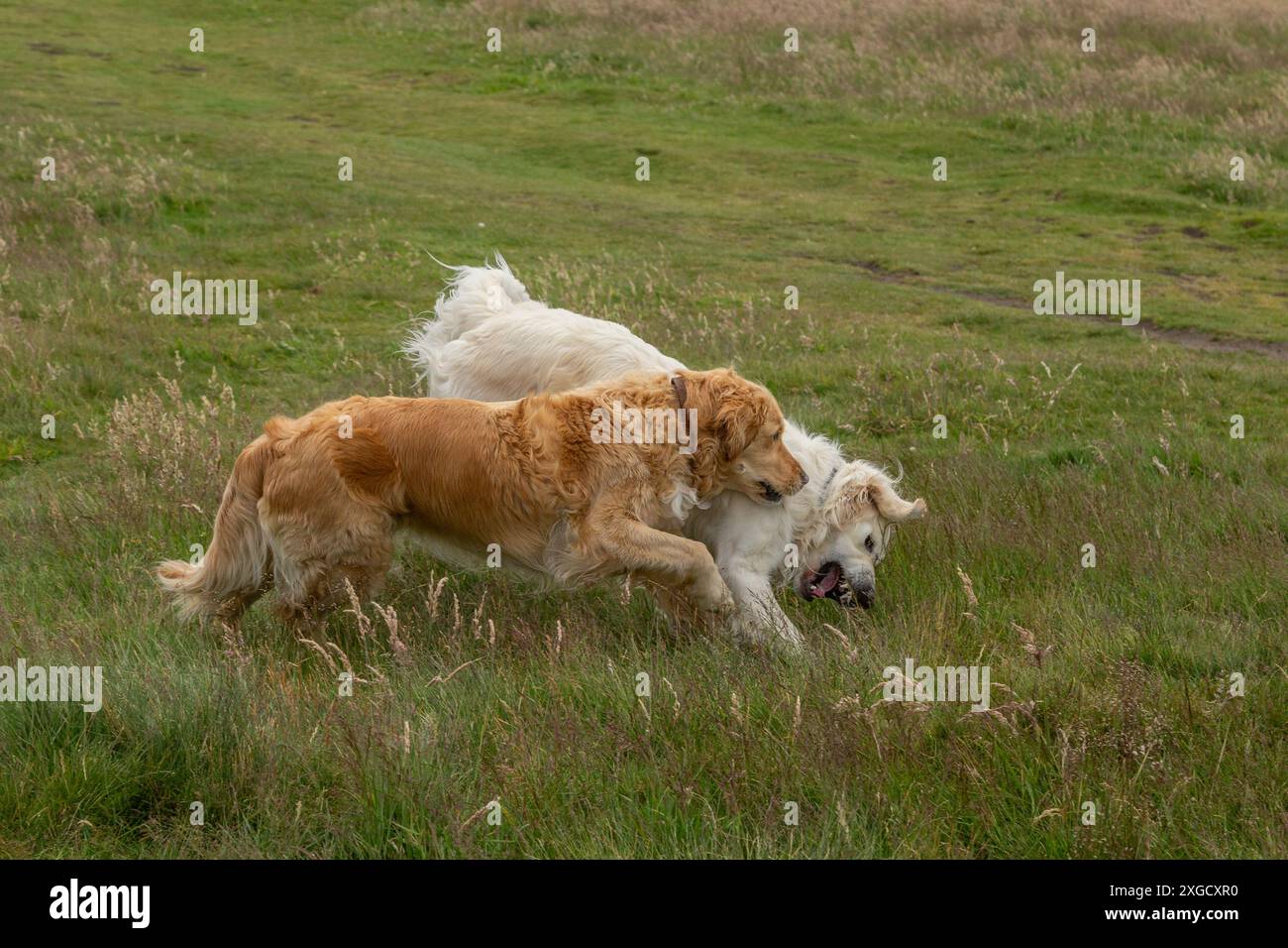 Two Golden Retrievers playing on Baildon Moor. One is a cream golden ...