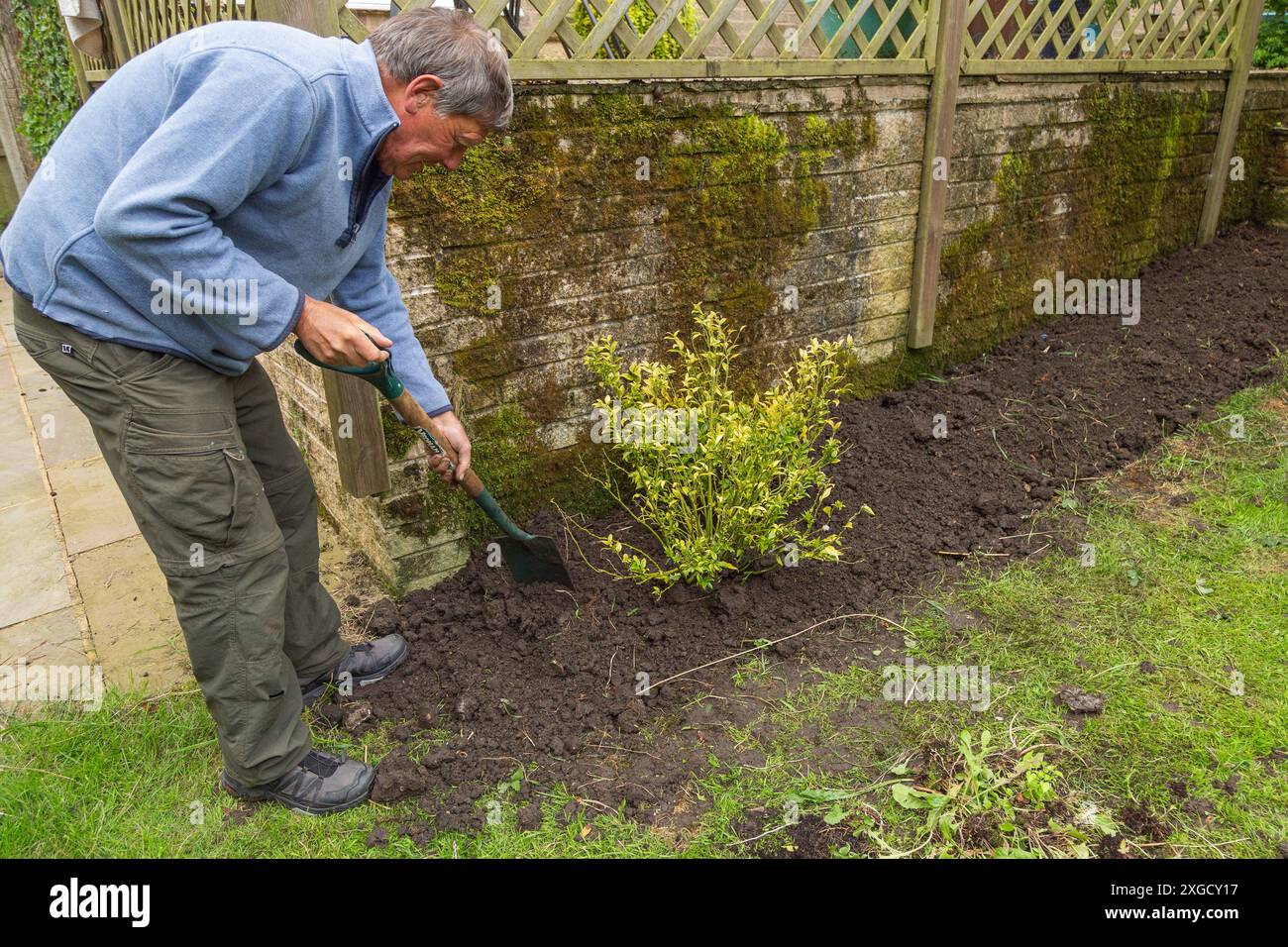 Planting a sarcococca confusa hi-res stock photography and images - Alamy