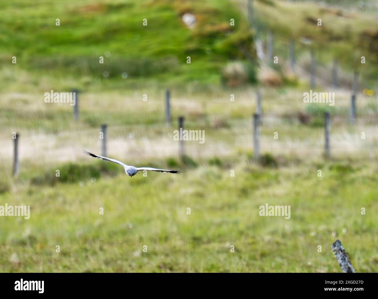 Hen harrier uk male hi-res stock photography and images - Alamy