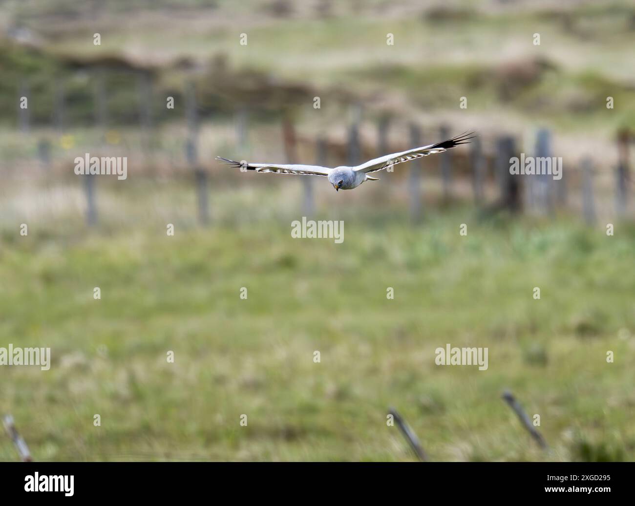 Hen harrier uk male hi-res stock photography and images - Alamy