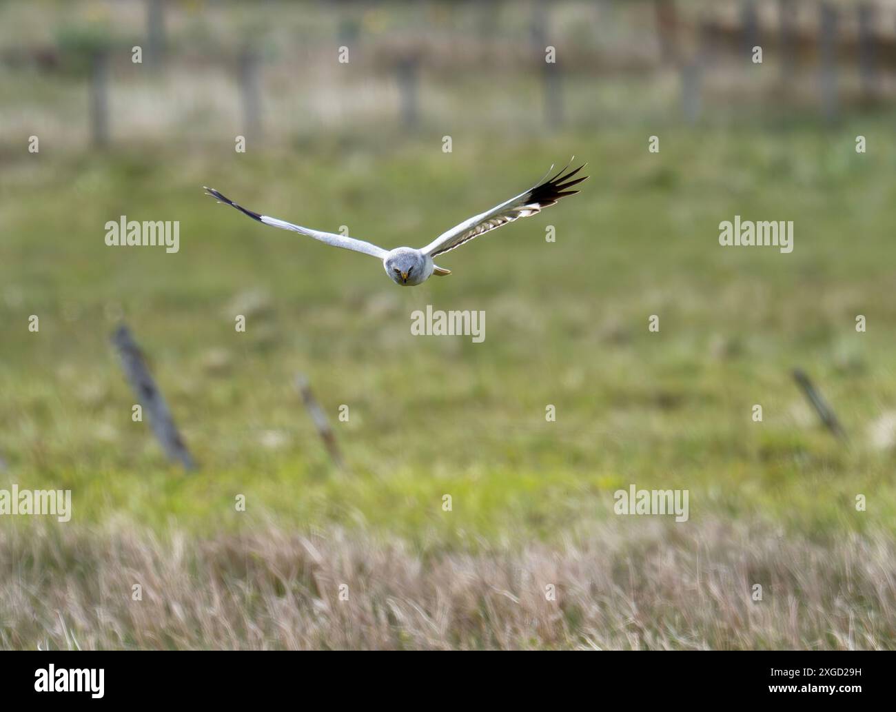 Hen harrier uk male hi-res stock photography and images - Alamy