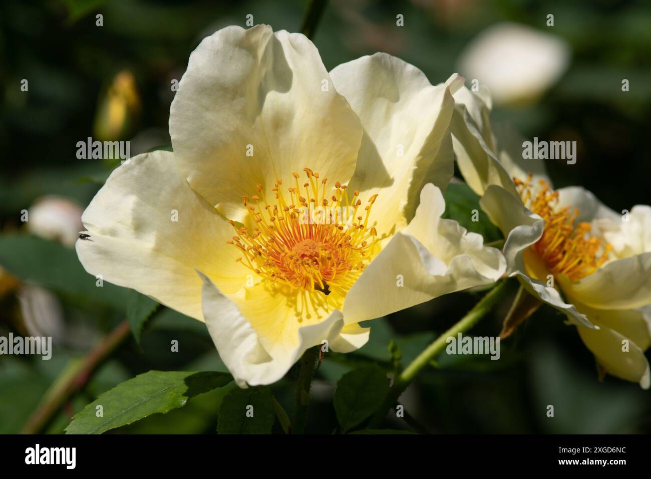 Golden blooms hi-res stock photography and images - Alamy