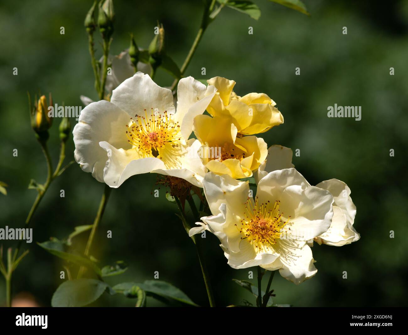 Golden wings hi-res stock photography and images - Alamy