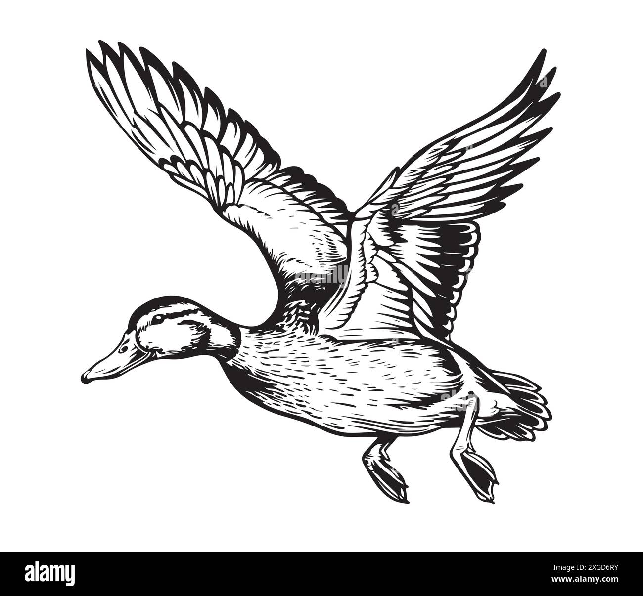 Duck flying sketch painted vector illustration Bird hunting Stock