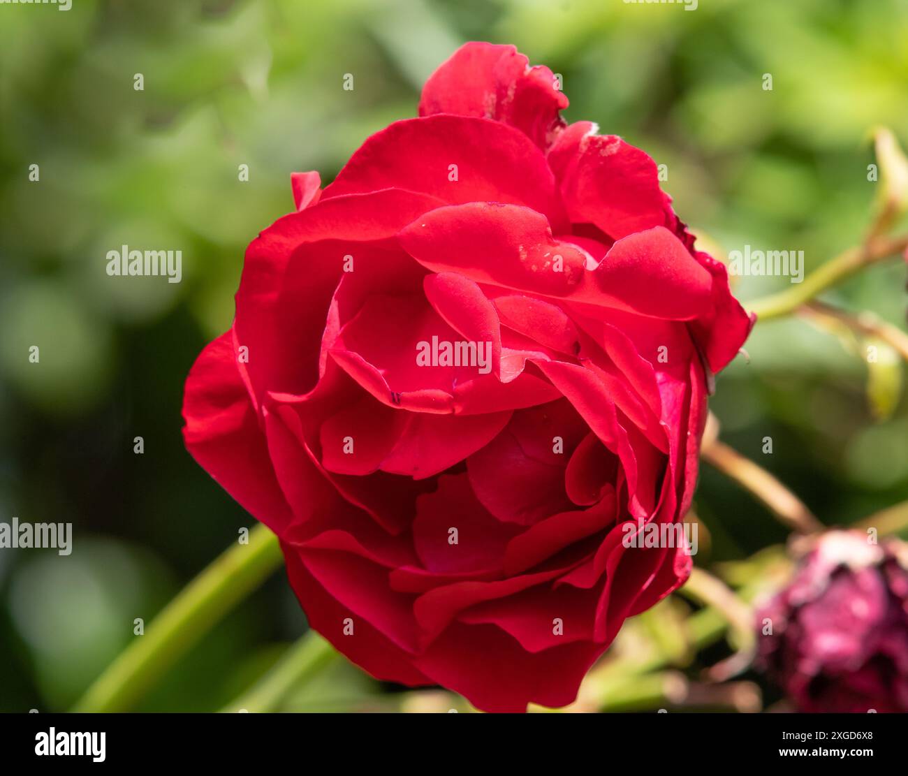 Rosa Sympathie Stock Photo