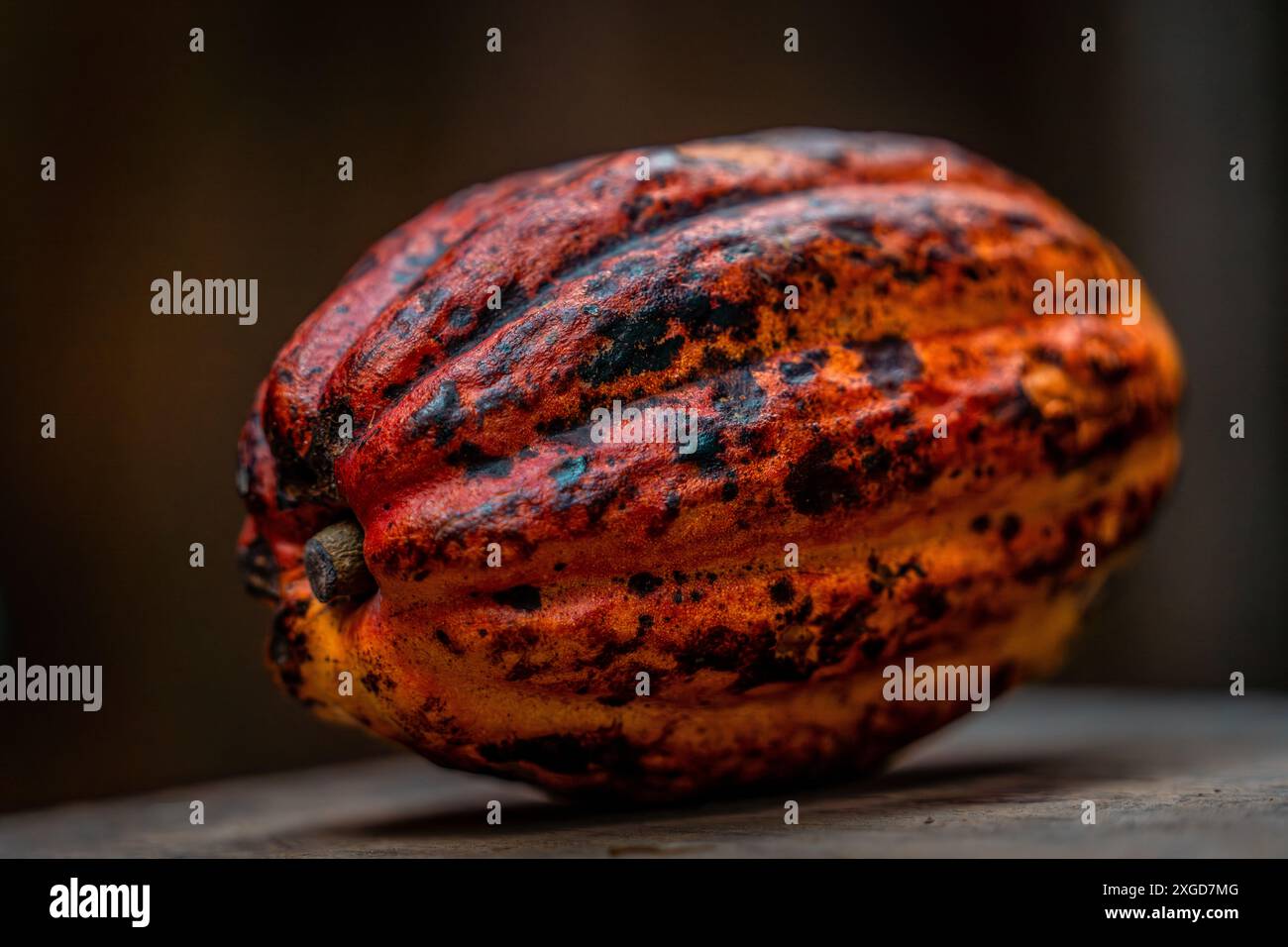 A colorful Cocoa fruit (Theobroma cacao) on isolated background. Stock Photo