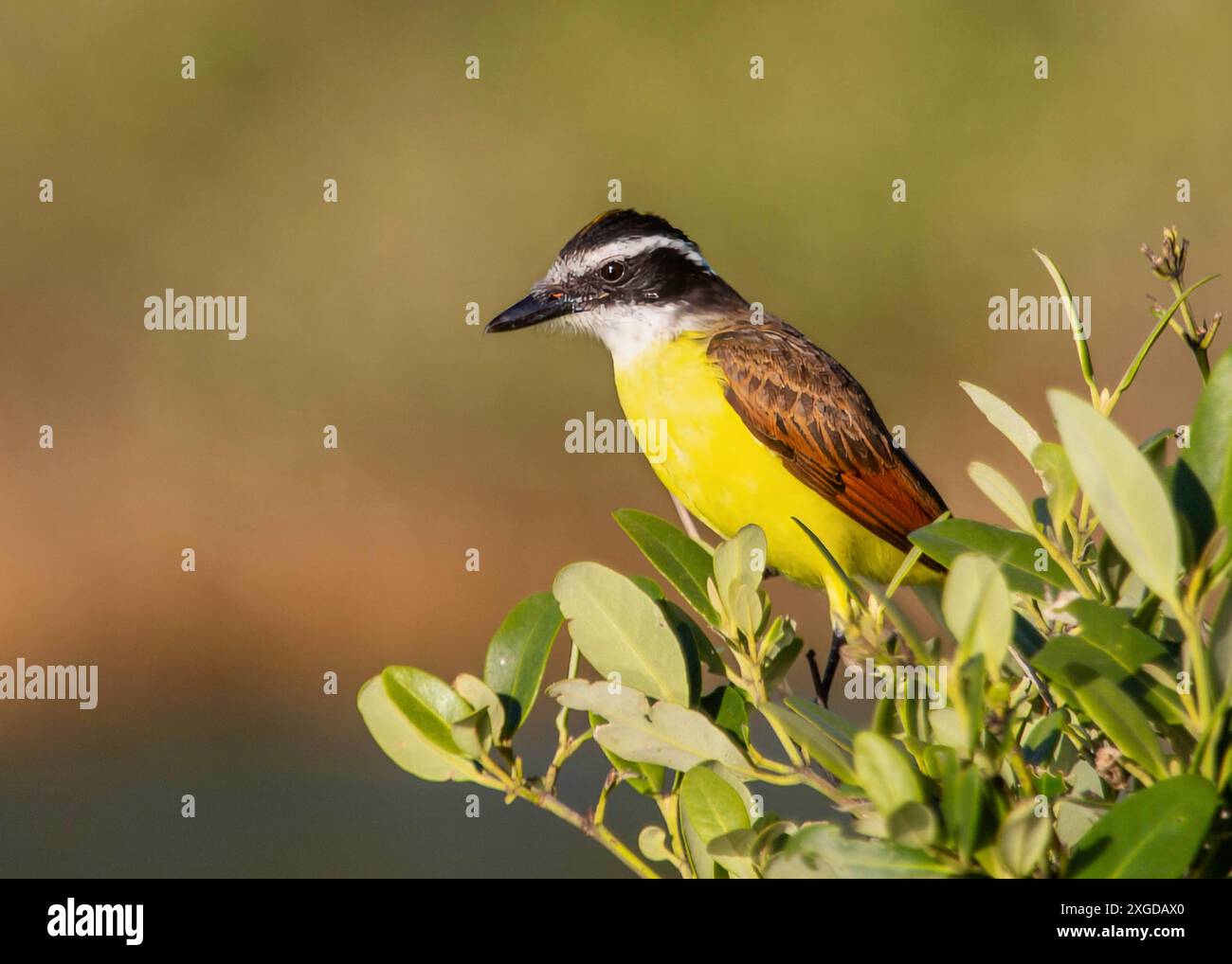 Great Kiskadee, (Pitangus Sulphuratus), a passerine bird common in Central and South America, Bermuda, Atlantic, North America Stock Photo