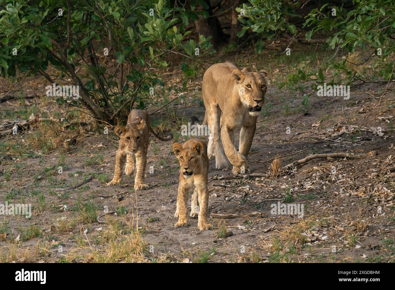 Lioness and cubs walking hi-res stock photography and images - Alamy