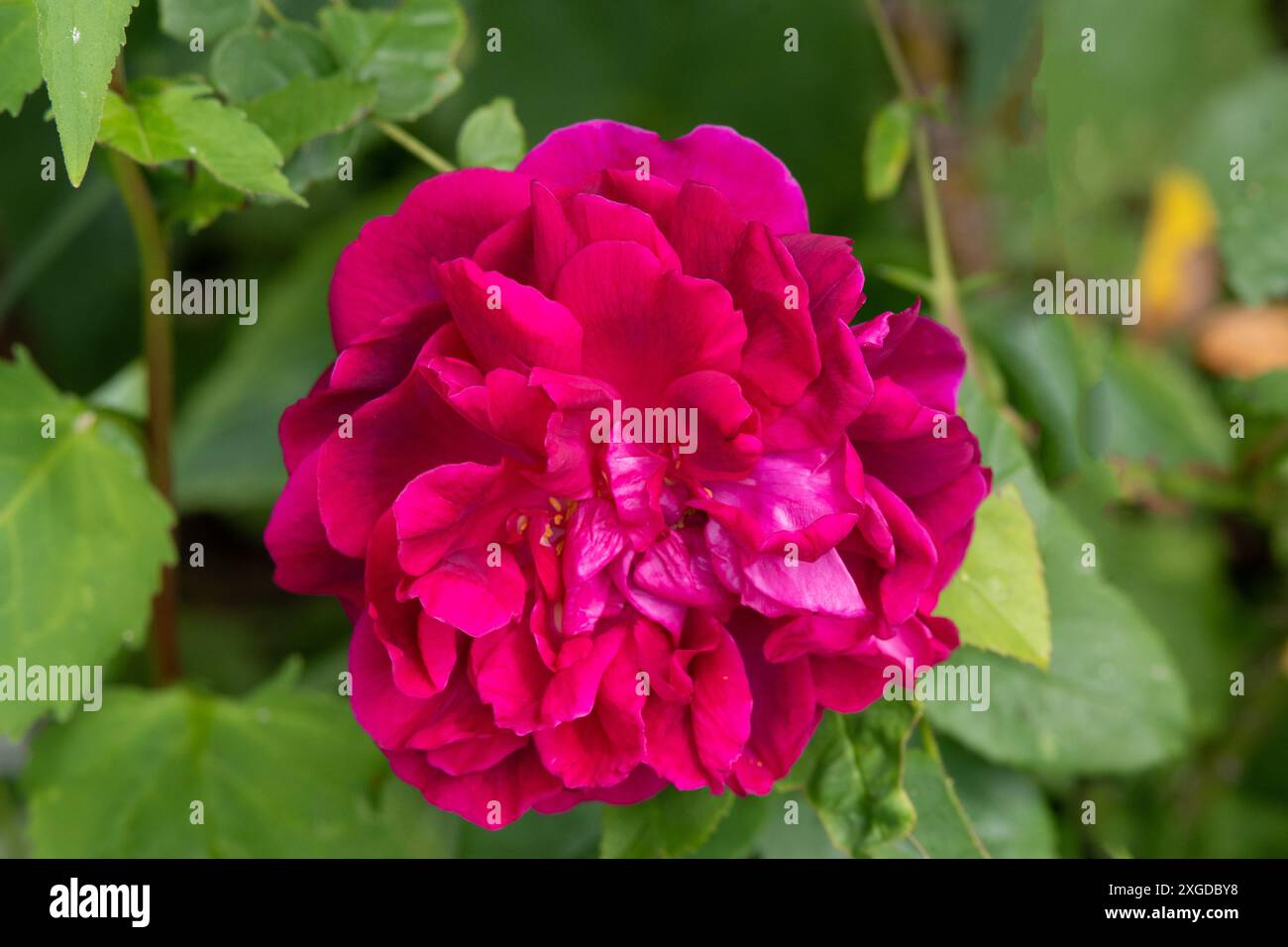 Rosa The Dark Lady Stock Photo - Alamy