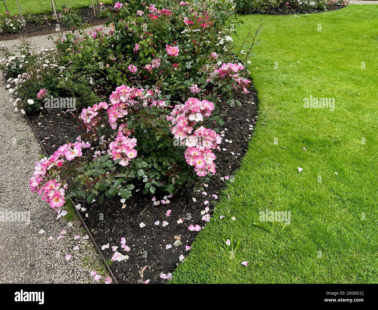 Beautiful pink rose flowers hi-res stock photography and images - Alamy