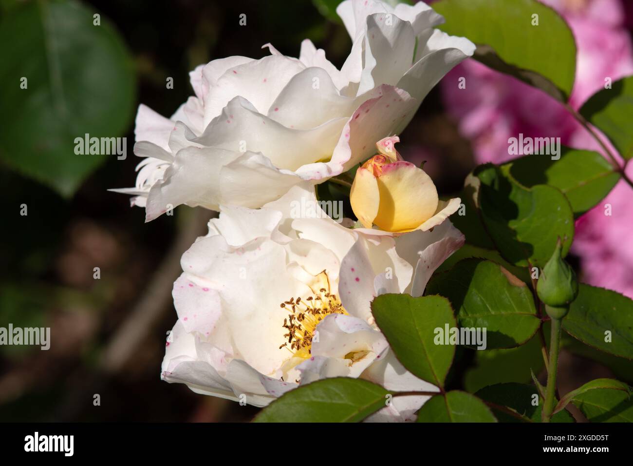 White rose blooms in garden hi-res stock photography and images - Alamy