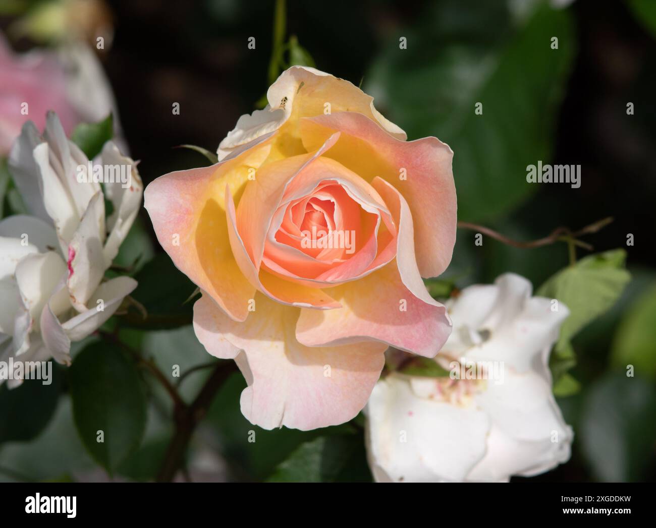 White rose blooms in garden hi-res stock photography and images - Alamy