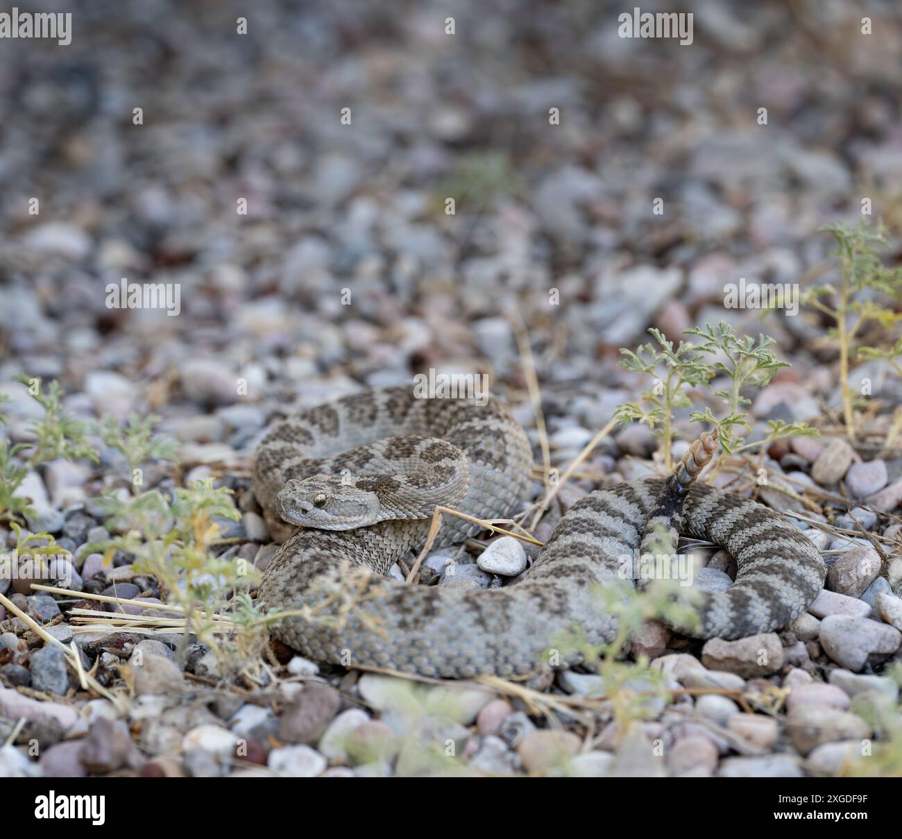 Great Basin rattlesnake (Crotalus oreganus lutosus) basking in the sun ...