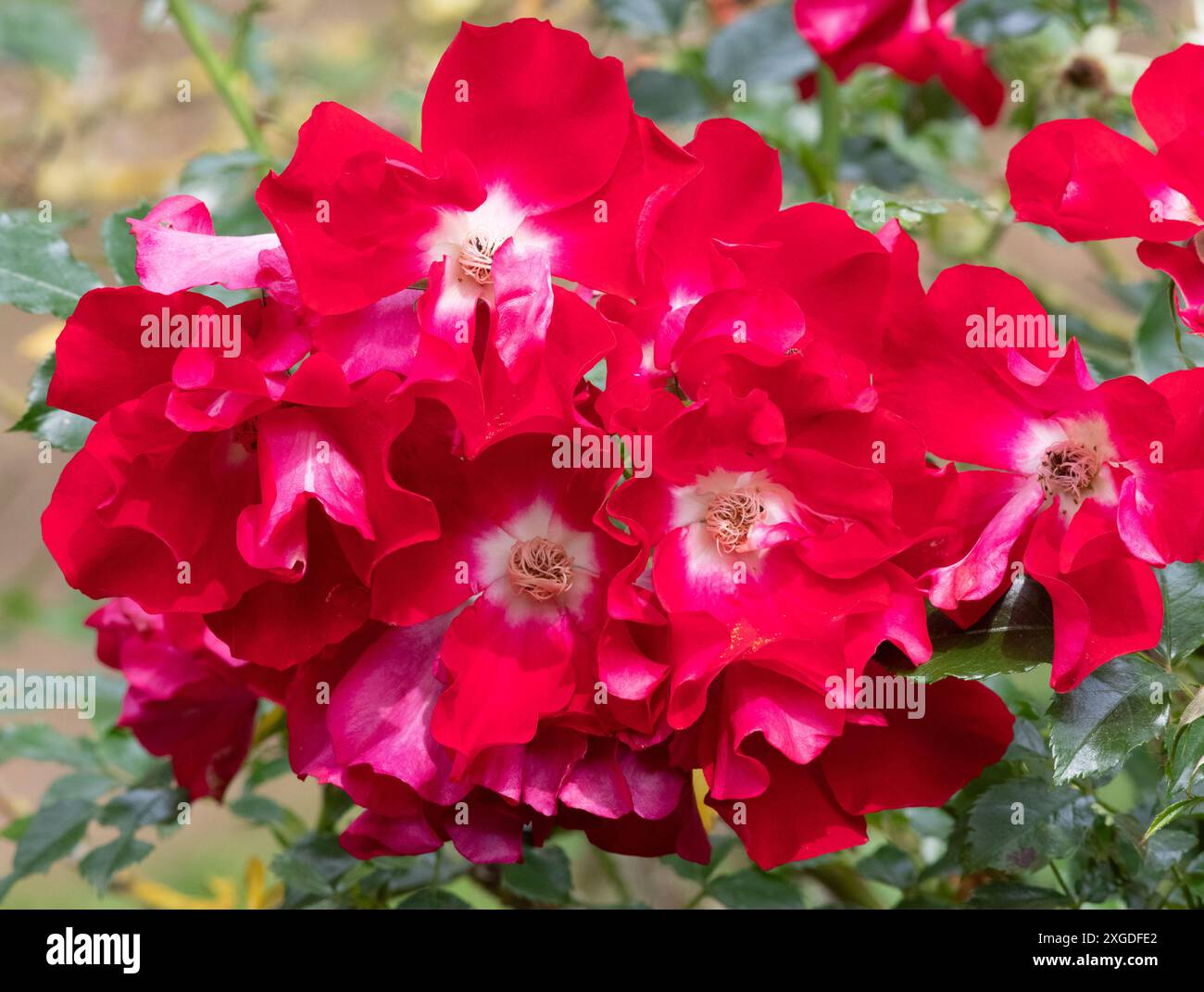 White rose blooms in garden hi-res stock photography and images - Alamy