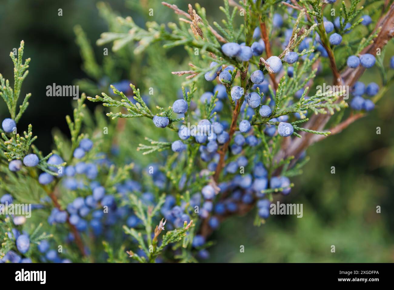 Cossack juniper variegata hi-res stock photography and images - Alamy