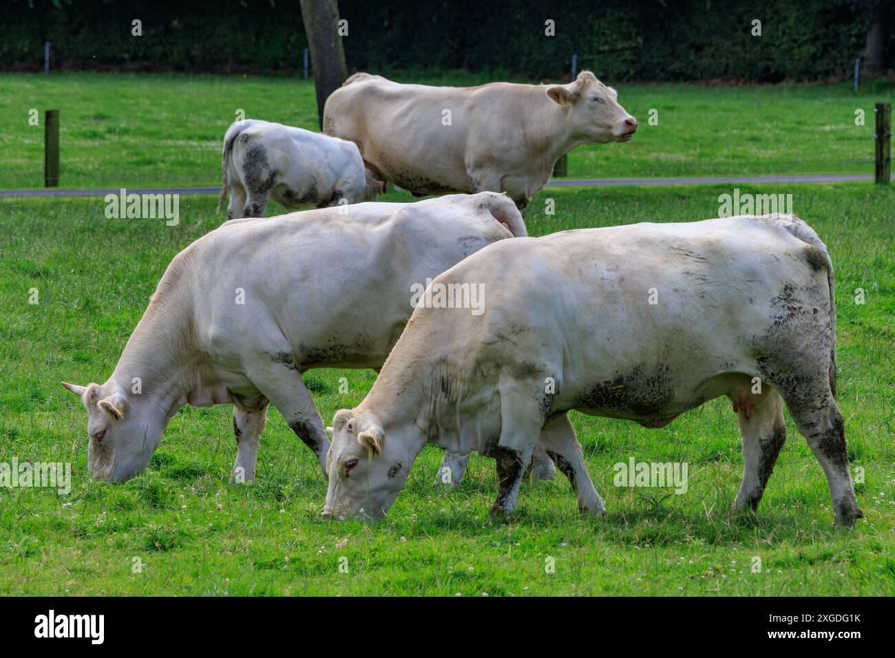 white cows on a fieldn in germany Stock Photo