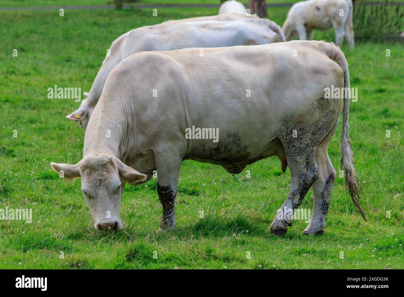 white cows on a fieldn in germany Stock Photo