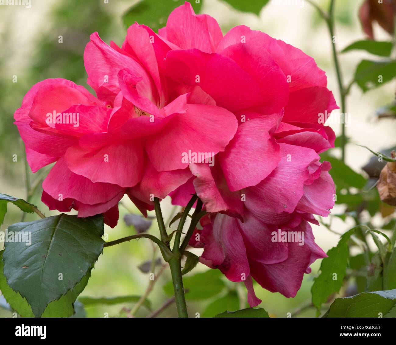 White rose blooms in garden hi-res stock photography and images - Alamy