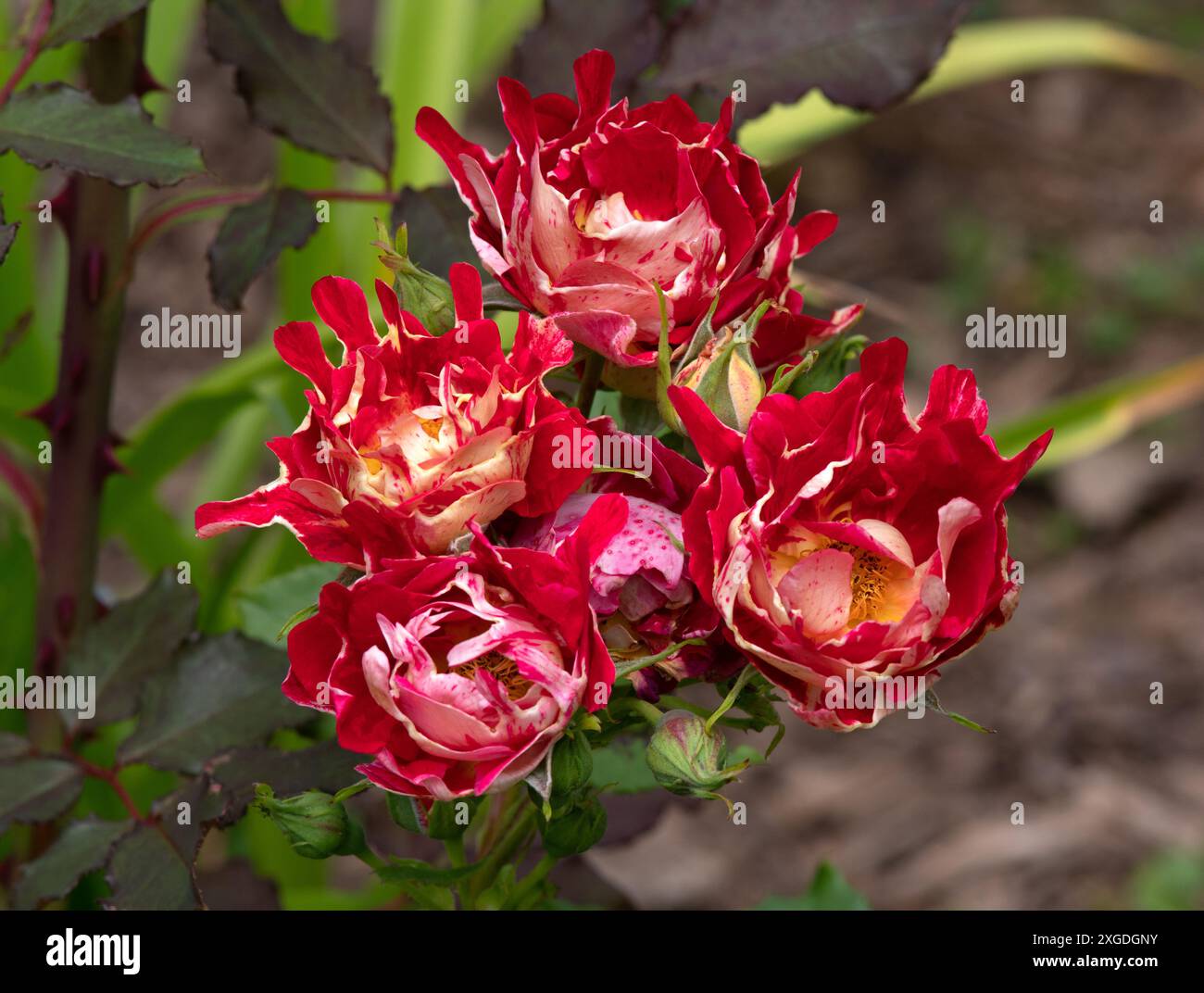 White rose blooms in garden hi-res stock photography and images - Alamy