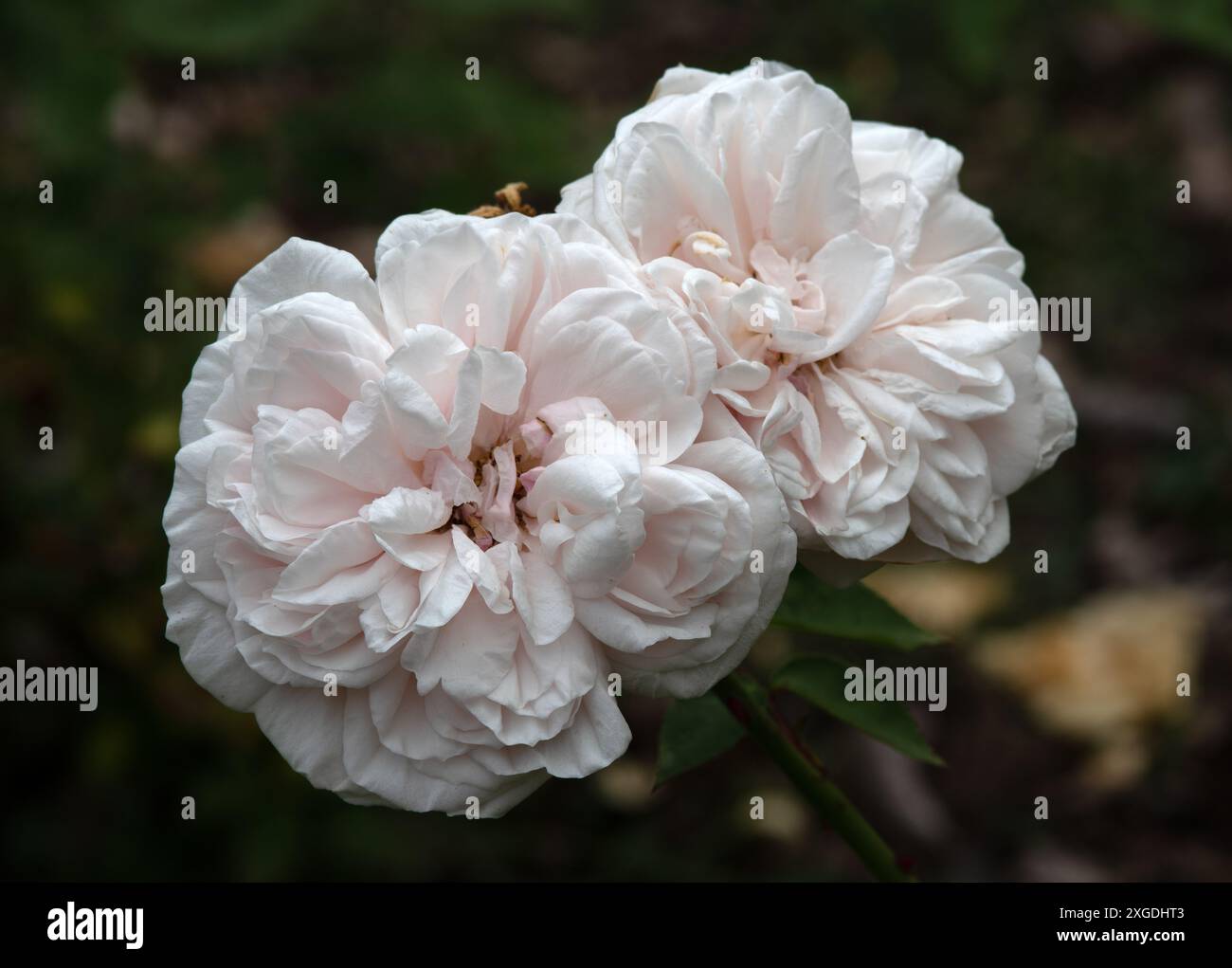 White rose blooms in garden hi-res stock photography and images - Alamy