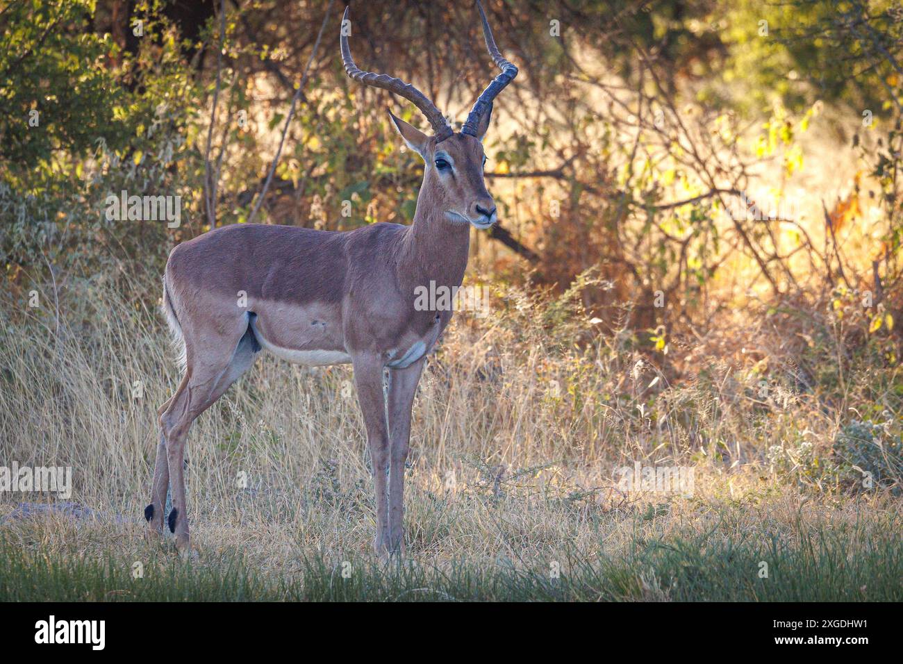 Wilde impala hi-res stock photography and images - Alamy