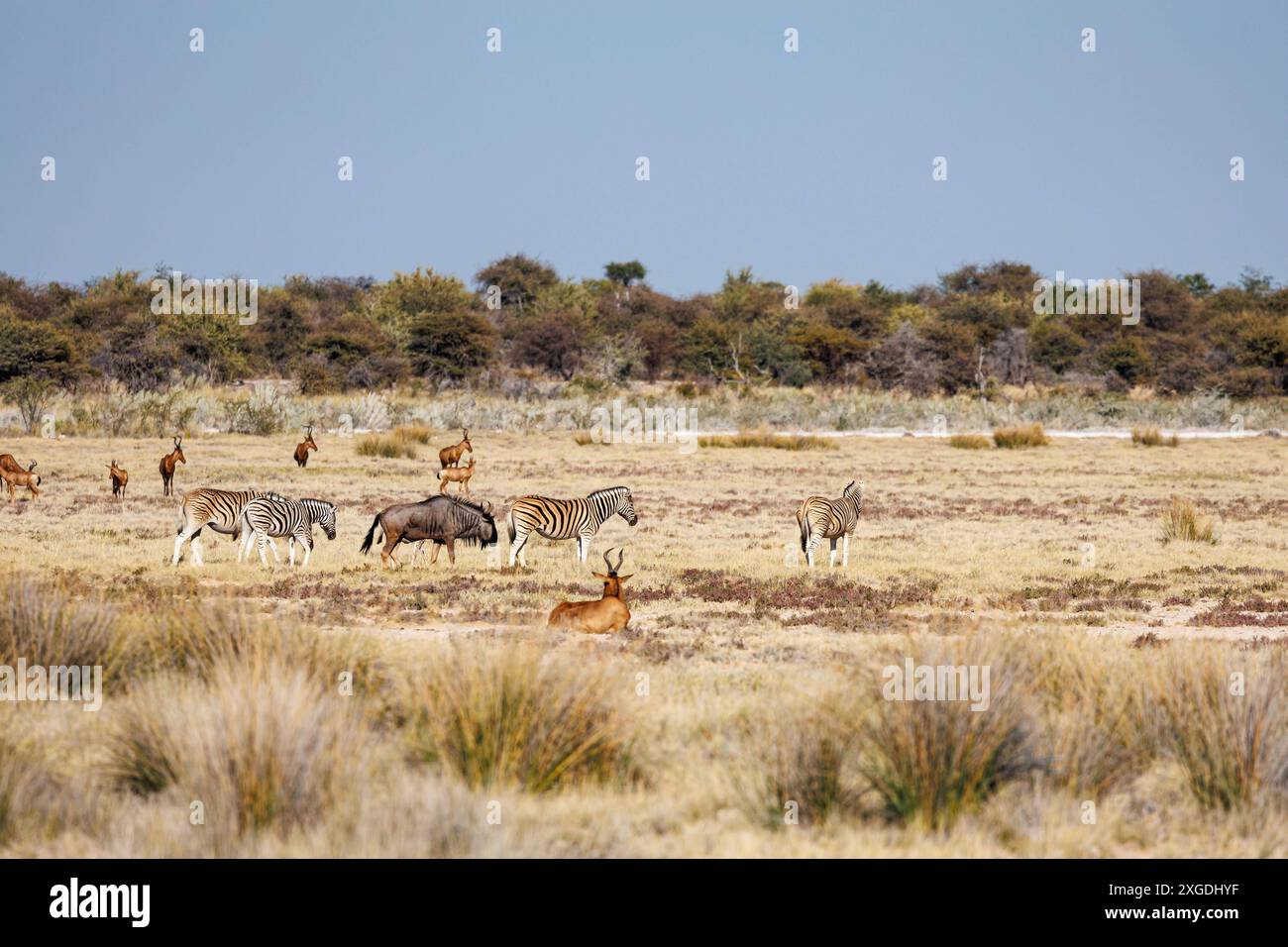 Wildtiere ziehen durch den Etosha Nationalpark Wildtiere ziehen durch den Etosha Nationalpark Etosha Nationalpark Namibia *** Wild animals roam the Etosha National Park Wild animals roam the Etosha National Park Etosha National Park Namibia Copyright: xBSxPressefoto/B.Hoffmannx Stock Photo
