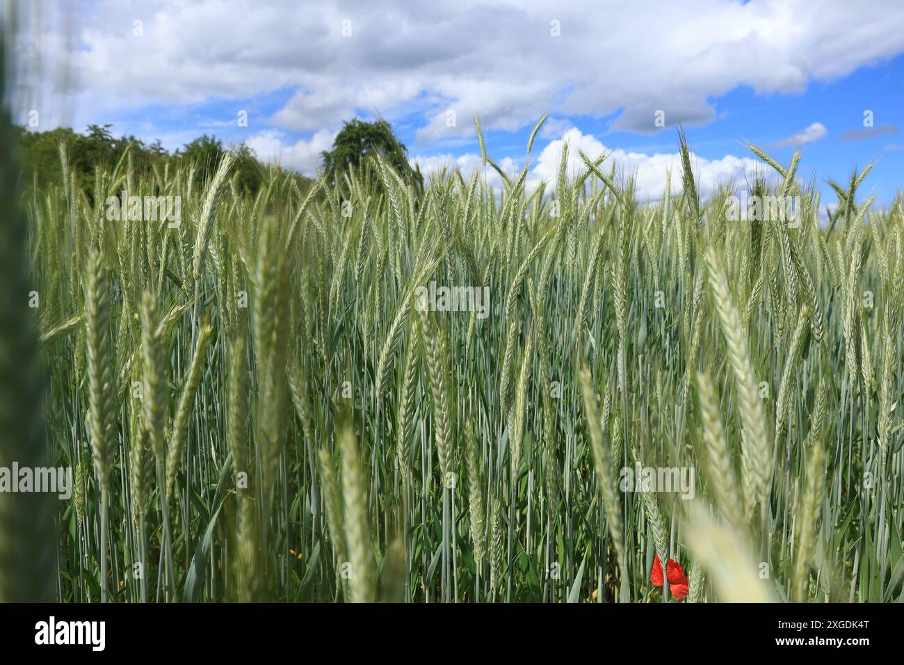 View over a field planted with grain Stock Photo