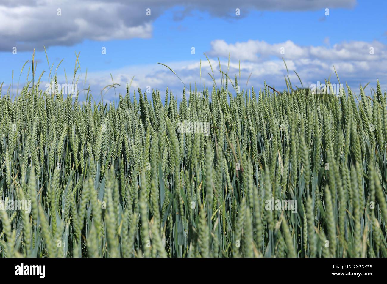 Food grain field hi-res stock photography and images - Alamy