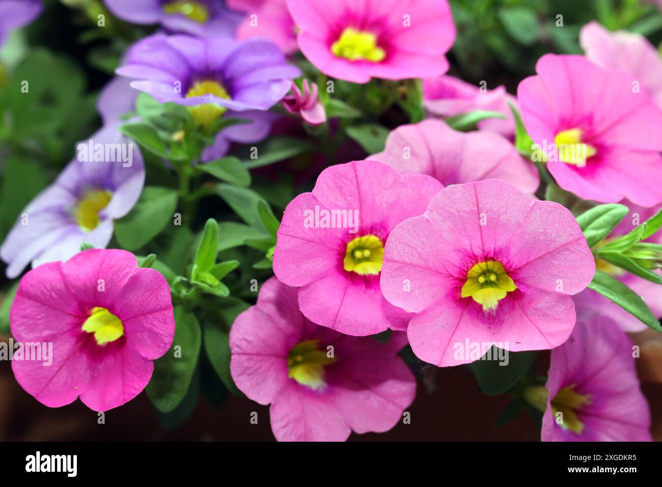 Beliebte blühstarke Balkonpflanzen Die Calibrachoa, auch Zauberglöckchen oder Rubinglöckchen genannt, als ausdauernde, blühstarke Zierpflanze *** Popular flowering balcony plants Calibrachoa, also known as the magic bell or ruby lily, is a perennial, flowering ornamental plant Stock Photo