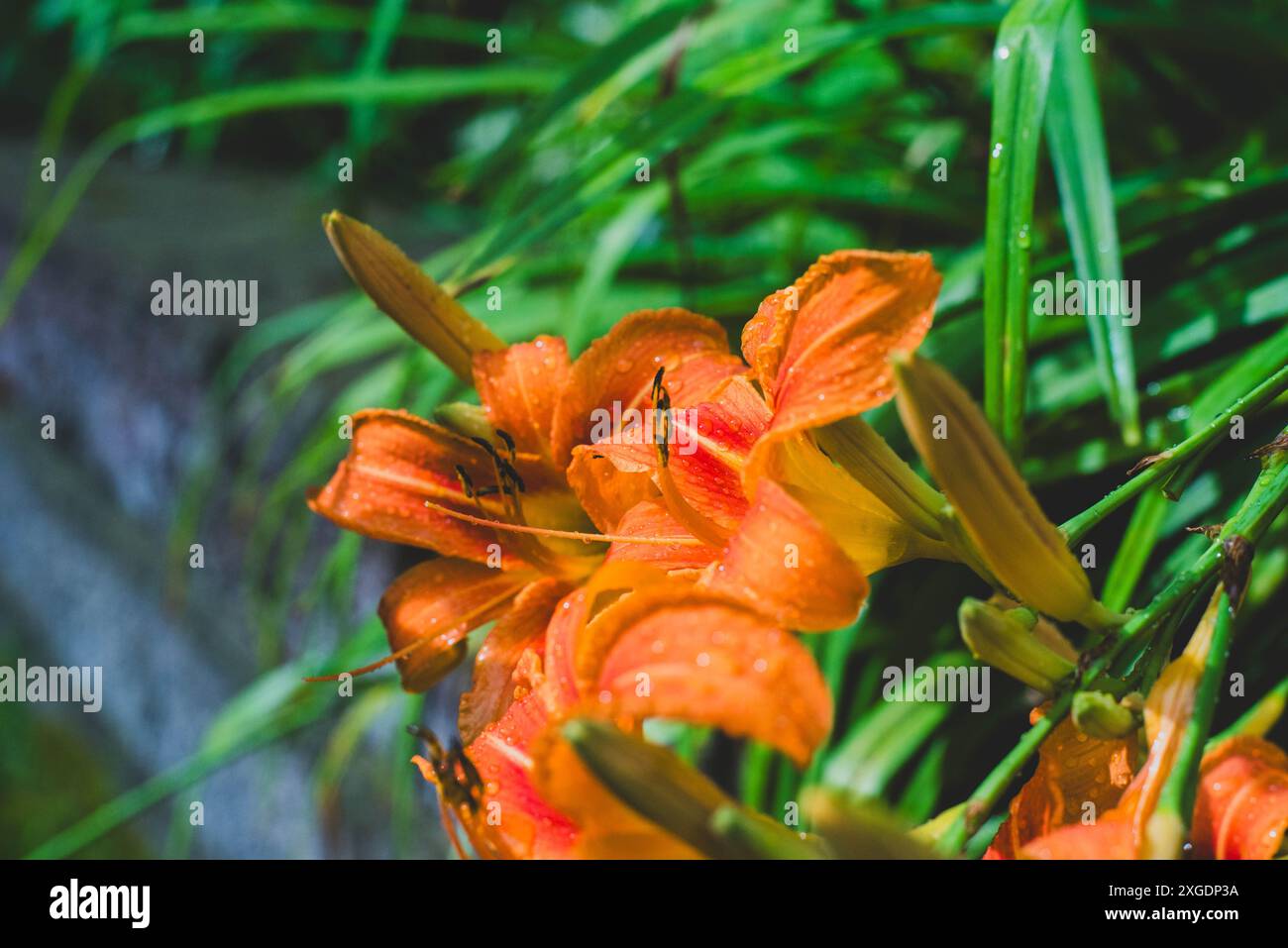 Tiger lillies on green hi-res stock photography and images - Alamy
