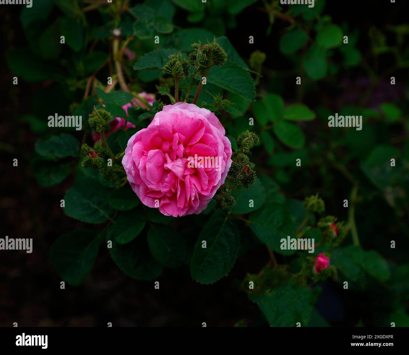 Closeup of the rose pink double flower of the classic heritage rose rosa centifolia cristata. Stock Photo