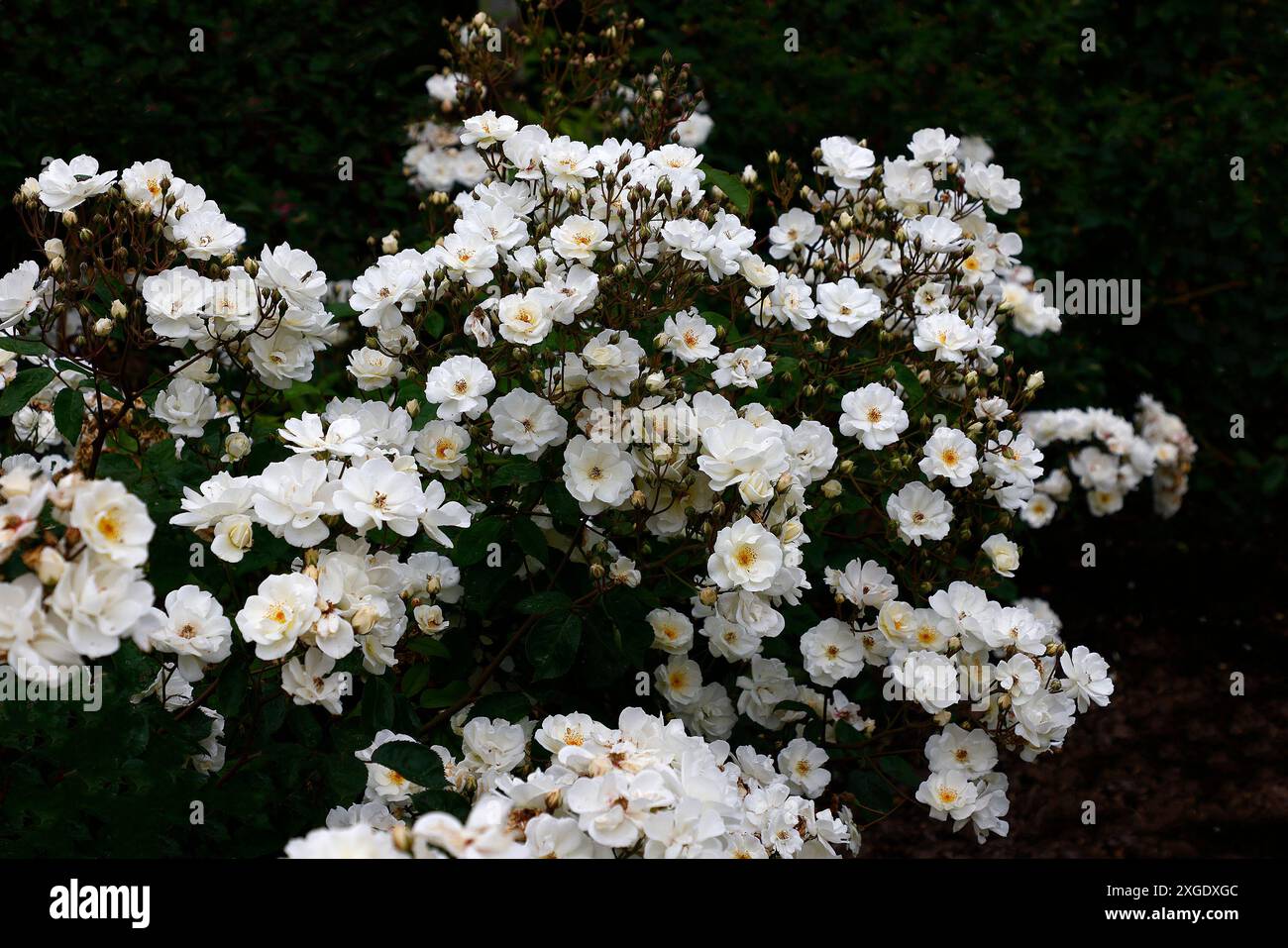 Closeup of the white flowers and yellow stamen of the repat flowering groundcover rose rosa flower carpet white. Stock Photo