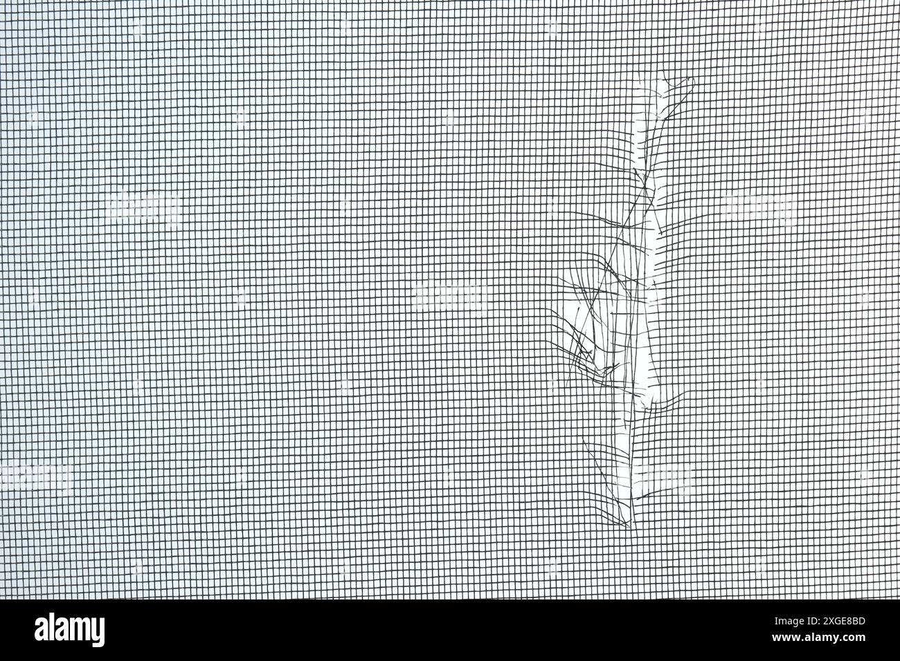 Torn window screen against white background, closeup Stock Photo