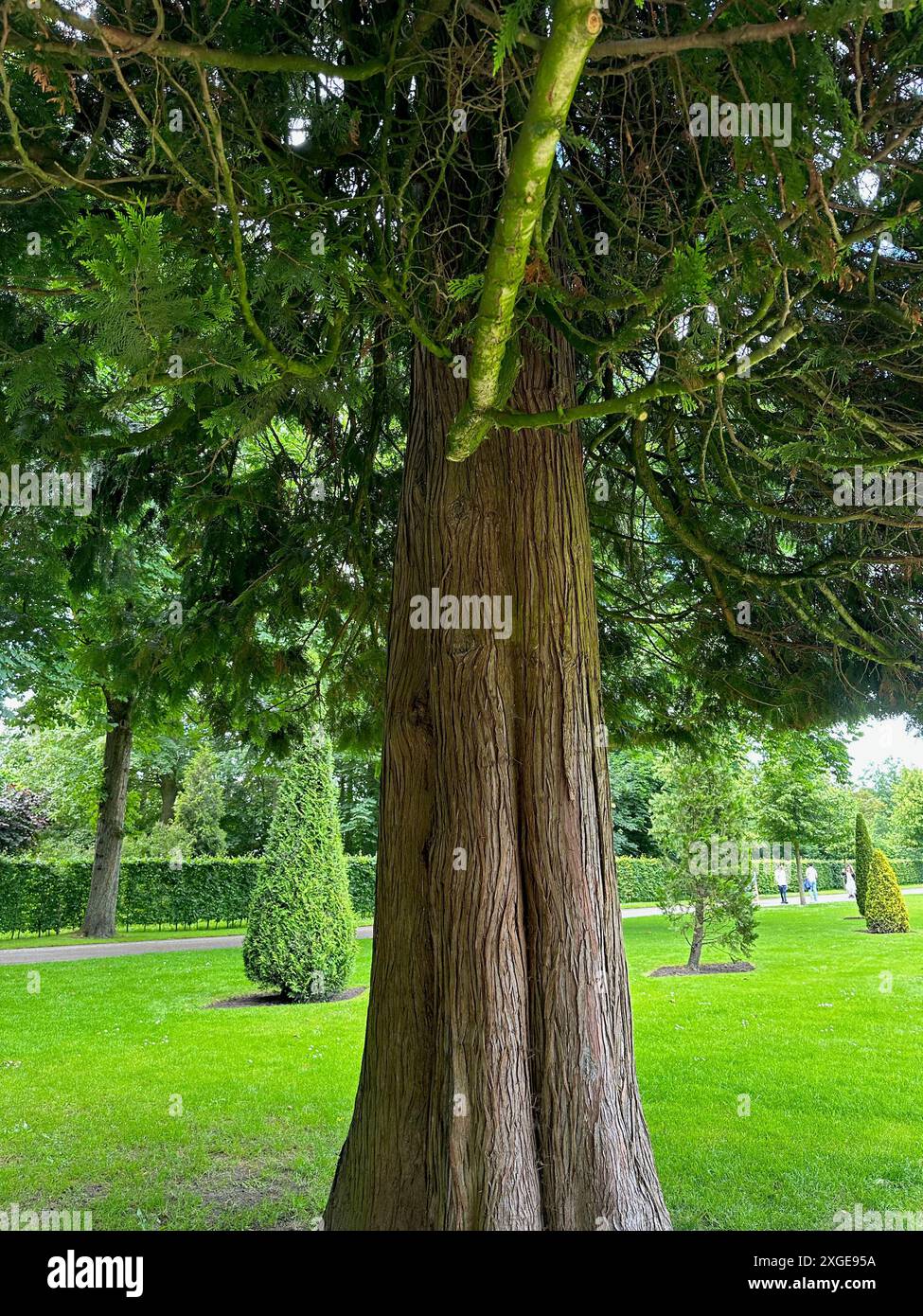 Beautiful thuja trees growing hi-res stock photography and images - Alamy