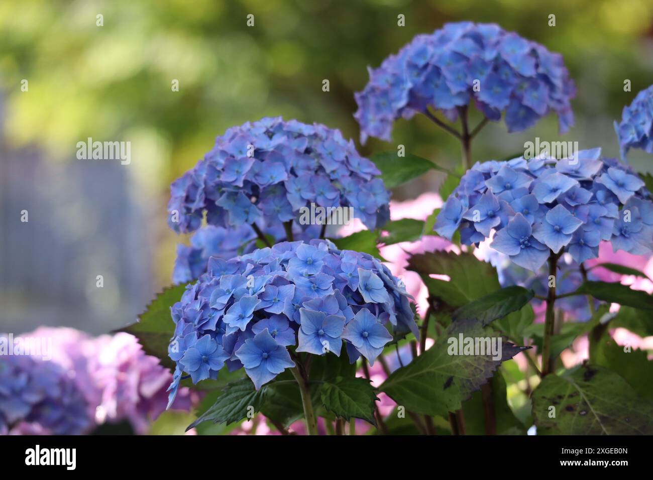 Summer blooming of hydrangea hi-res stock photography and images - Alamy