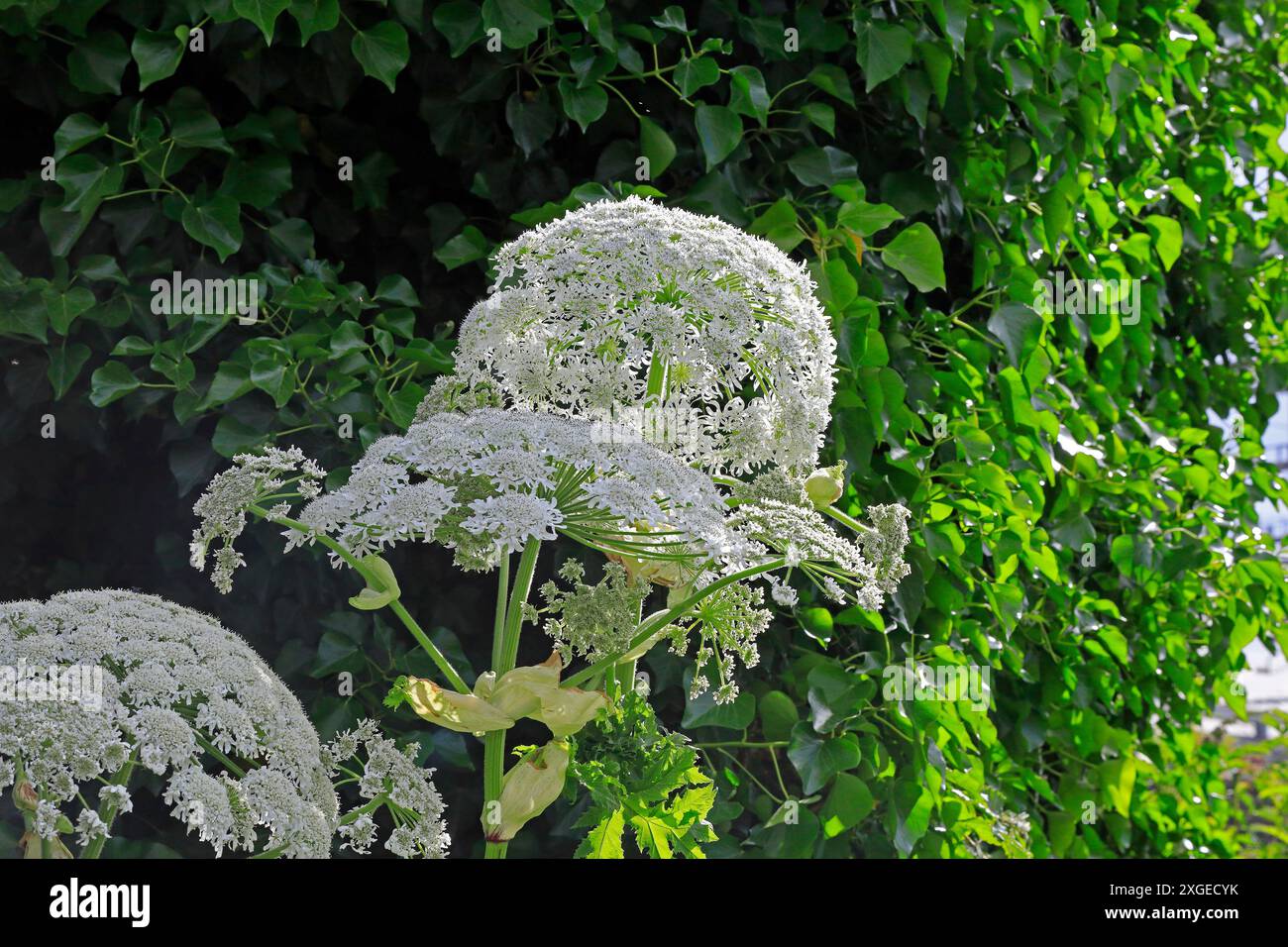 Giant Hogweed Giant Hogweed - Heracleum Mantegazzianum - Growing In 