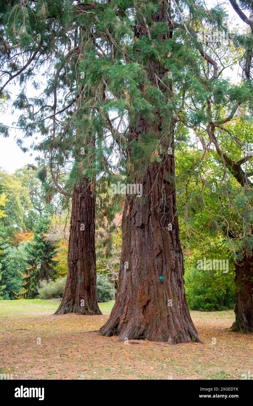 Giant sequoia tree hi-res stock photography and images - Alamy