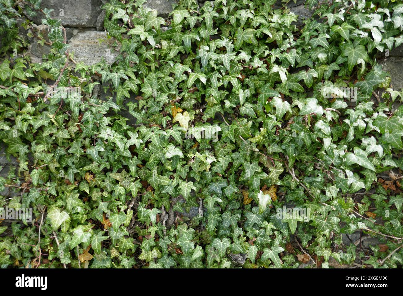 Ivy plants growing on stone wall background Stock Photo