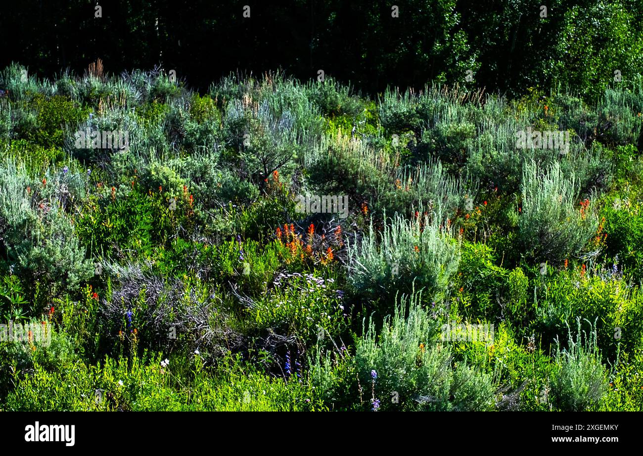 july-8-2024-brilliant-indian-paintbrush-wildflowers-bring-shades-of